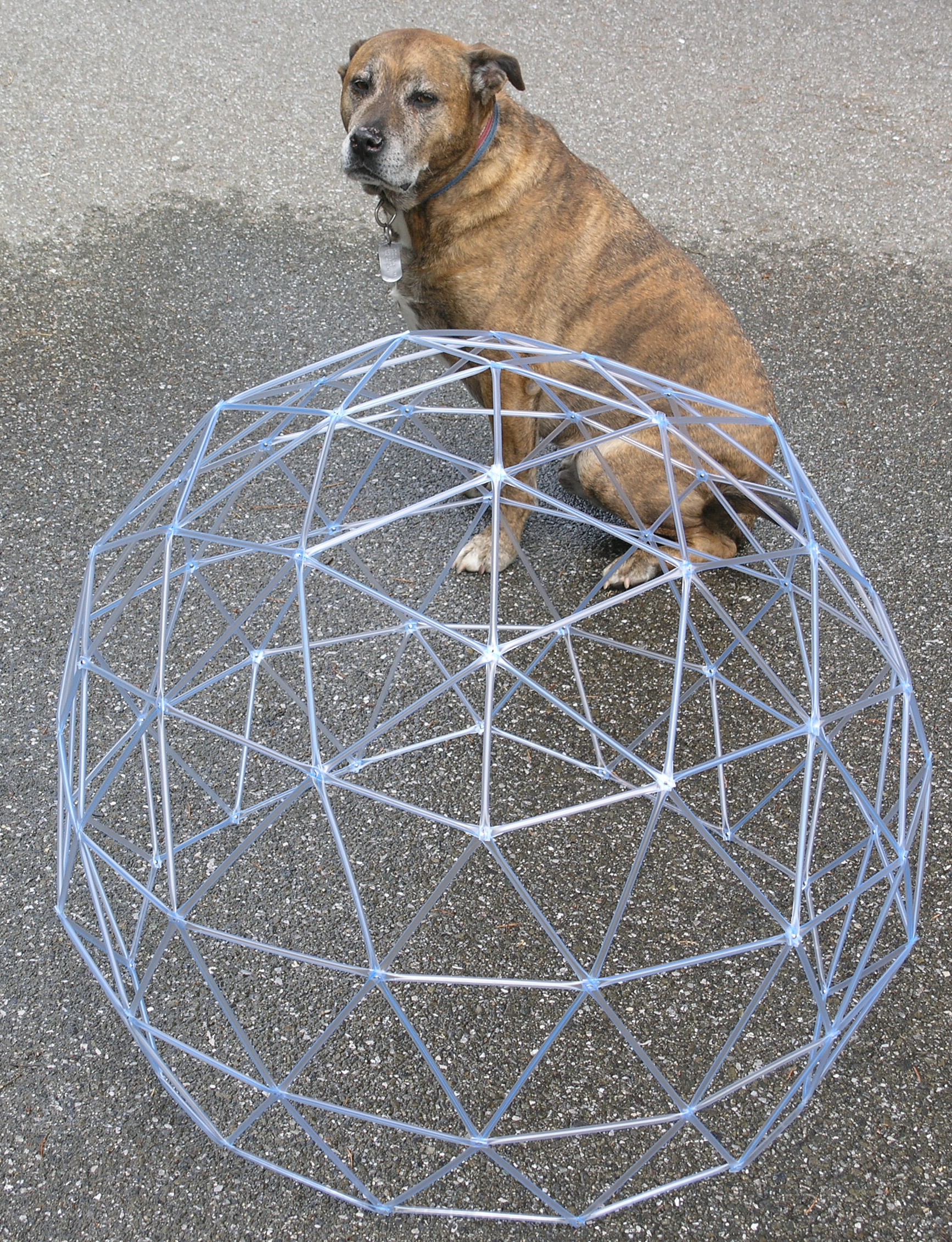 Dog and dome